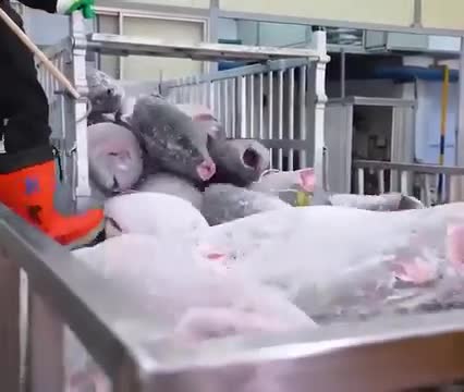 Разделка тунца на японском рыбоперерабатывающем заводе